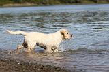 LABRADOR 182